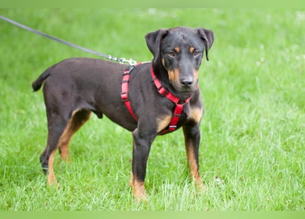 Chapi - quirliger, verschmuster Familienhund - Tierhilfe Franken e.V.