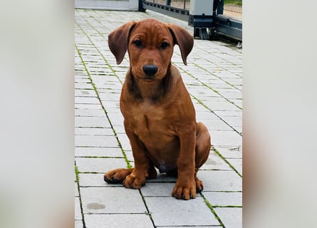 Deutscher Pinscher Welpen aus dem Haus ,,Cava Land" FCI Zucht