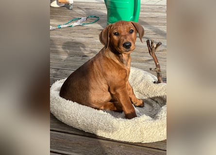 Deutscher Pinscher Welpen aus dem Haus ,,Cava Land" FCI Zucht