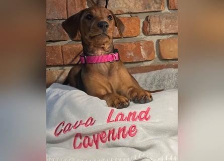Deutscher Pinscher Welpen aus dem Haus ,,Cava Land" FCI Zucht