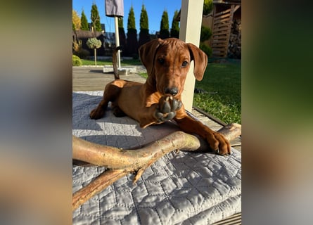 Deutscher Pinscher Welpen aus dem Haus ,,Cava Land" FCI Zucht