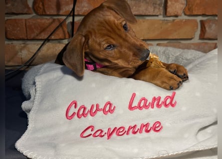 Deutscher Pinscher Welpen aus dem Haus ,,Cava Land" FCI Zucht