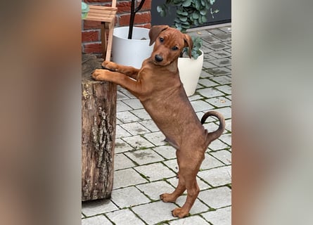 Deutscher Pinscher Welpen aus dem Haus ,,Cava Land" FCI Zucht