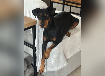 Deutscher Pinscher Welpen aus dem Haus ,,Cava Land" FCI Zucht