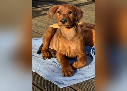 Deutscher Pinscher Welpen aus dem Haus ,,Cava Land" FCI Zucht