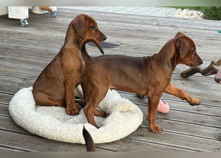 Deutscher Pinscher Welpen aus dem Haus ,,Cava Land" FCI Zucht