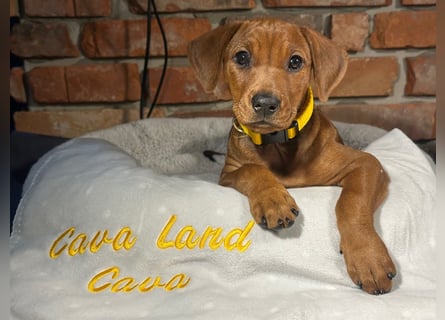 Deutscher Pinscher Welpen aus dem Haus ,,Cava Land" FCI Zucht