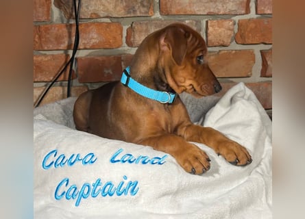 Deutscher Pinscher Welpen aus dem Haus ,,Cava Land" FCI Zucht