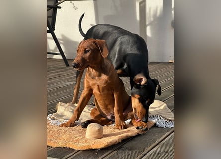 Deutscher Pinscher Welpen aus dem Haus ,,Cava Land" FCI Zucht