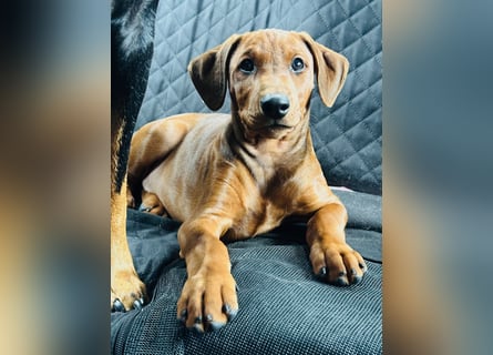 Deutscher Pinscher Welpen aus dem Haus ,,Cava Land" FCI Zucht