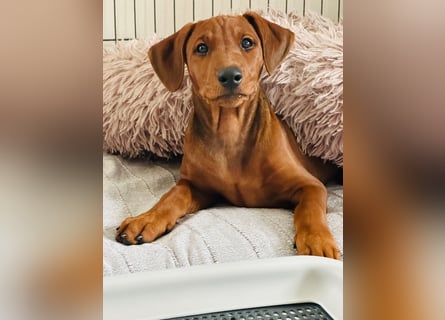 Deutscher Pinscher Welpen aus dem Haus ,,Cava Land" FCI Zucht