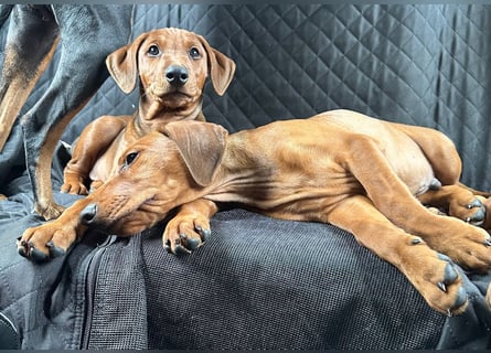 Deutscher Pinscher Welpen aus dem Haus ,,Cava Land" FCI Zucht