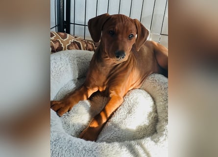 Deutscher Pinscher Welpen aus dem Haus ,,Cava Land" FCI Zucht