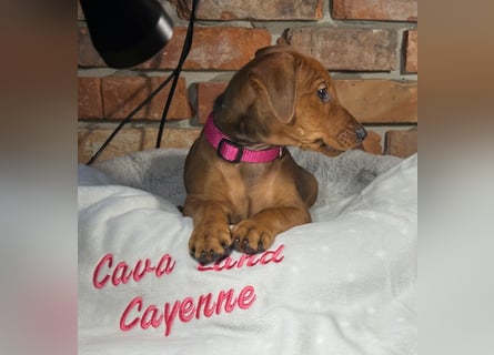 Deutscher Pinscher Welpen aus dem Haus ,,Cava Land" FCI Zucht