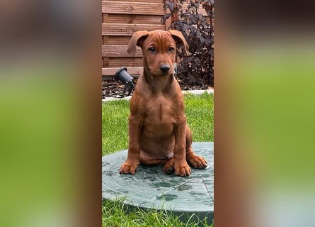 Deutscher Pinscher Welpen aus dem Haus ,,Cava Land" FCI Zucht