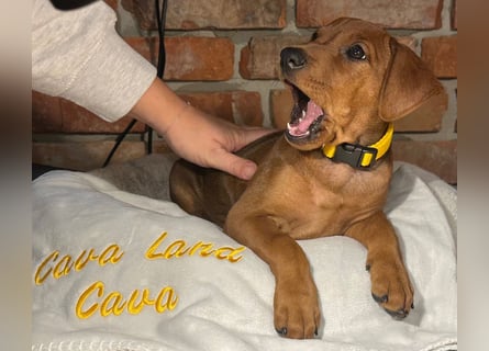 Deutscher Pinscher Welpen aus dem Haus ,,Cava Land" FCI Zucht