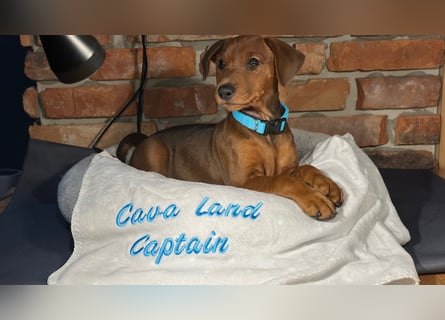 Deutscher Pinscher Welpen aus dem Haus ,,Cava Land" FCI Zucht