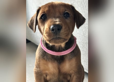 Deutscher Pinscher Welpen aus dem Haus ,,Cava Land" FCI Zucht