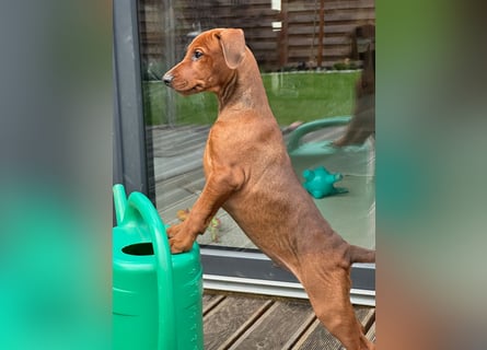 Deutscher Pinscher Welpen aus dem Haus ,,Cava Land" FCI Zucht