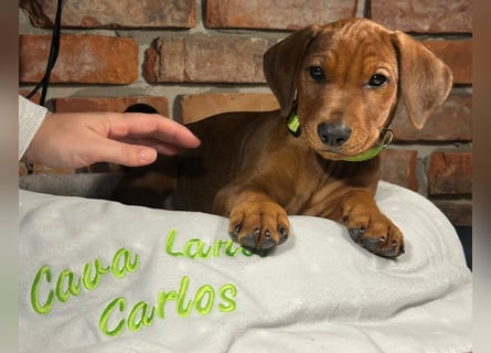 Deutscher Pinscher Welpen aus dem Haus ,,Cava Land" FCI Zucht