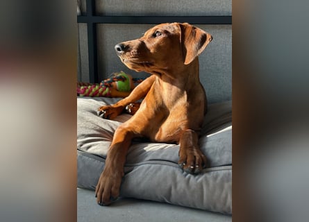 Deutscher Pinscher Welpen aus dem Haus ,,Cava Land" FCI Zucht