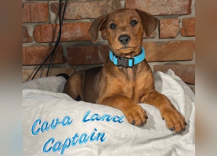 Deutscher Pinscher Welpen aus dem Haus ,,Cava Land" FCI Zucht