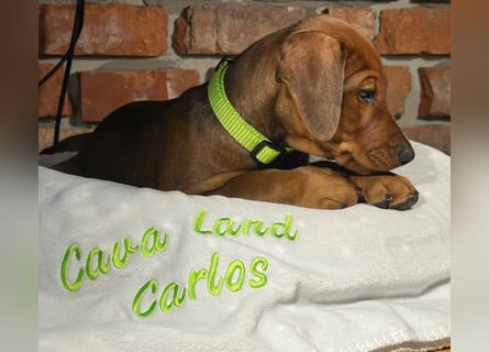 Deutscher Pinscher Welpen aus dem Haus ,,Cava Land" FCI Zucht