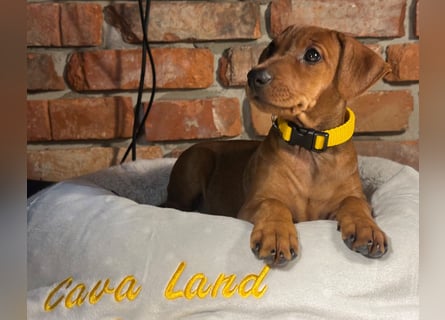 Deutscher Pinscher Welpen aus dem Haus ,,Cava Land" FCI Zucht