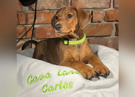 Deutscher Pinscher Welpen aus dem Haus ,,Cava Land" FCI Zucht
