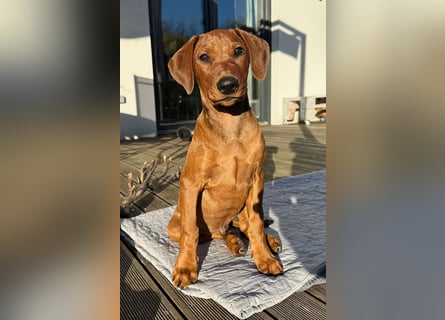 Deutscher Pinscher Welpen aus dem Haus ,,Cava Land" FCI Zucht