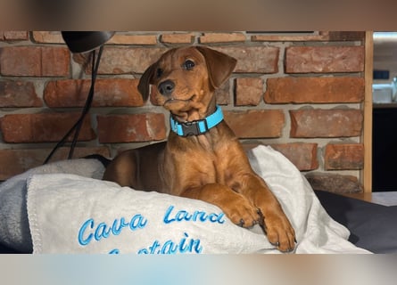 Deutscher Pinscher Welpen aus dem Haus ,,Cava Land" FCI Zucht