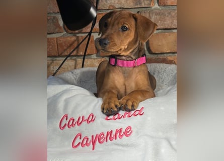 Deutscher Pinscher Welpen aus dem Haus ,,Cava Land" FCI Zucht