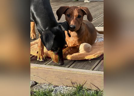 Deutscher Pinscher Welpen aus dem Haus ,,Cava Land" FCI Zucht