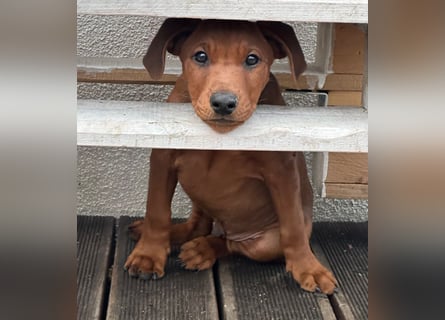 Deutscher Pinscher Welpen aus dem Haus ,,Cava Land" FCI Zucht