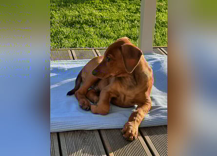 Deutscher Pinscher Welpen aus dem Haus ,,Cava Land" FCI Zucht