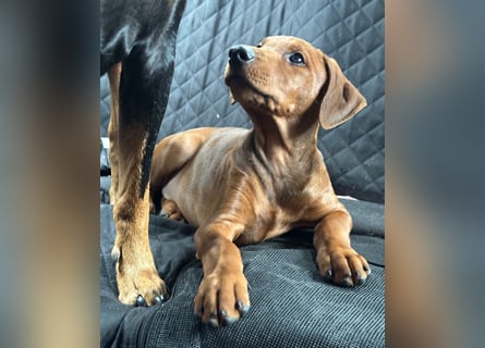 Deutscher Pinscher Welpen aus dem Haus ,,Cava Land" FCI Zucht