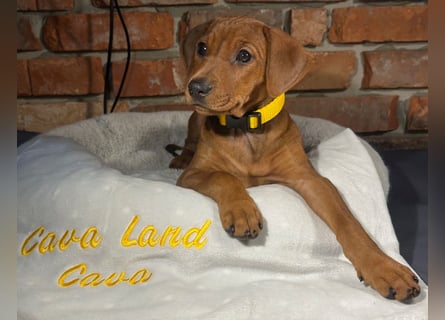 Deutscher Pinscher Welpen aus dem Haus ,,Cava Land" FCI Zucht