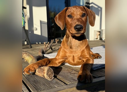 Deutscher Pinscher Welpen aus dem Haus ,,Cava Land" FCI Zucht