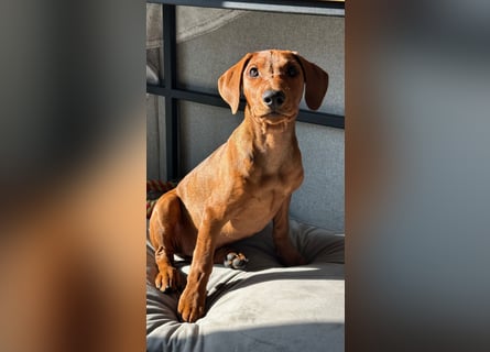 Deutscher Pinscher Welpen aus dem Haus ,,Cava Land" FCI Zucht