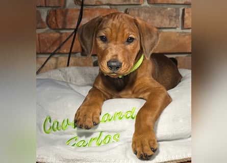 Deutscher Pinscher Welpen aus dem Haus ,,Cava Land" FCI Zucht