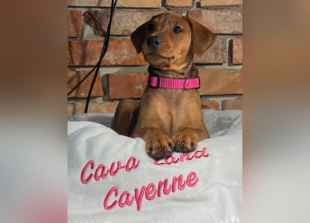 Deutscher Pinscher Welpen aus dem Haus ,,Cava Land" FCI Zucht