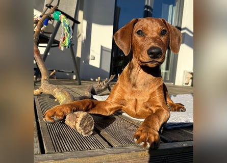 Deutscher Pinscher Welpen aus dem Haus ,,Cava Land" FCI Zucht