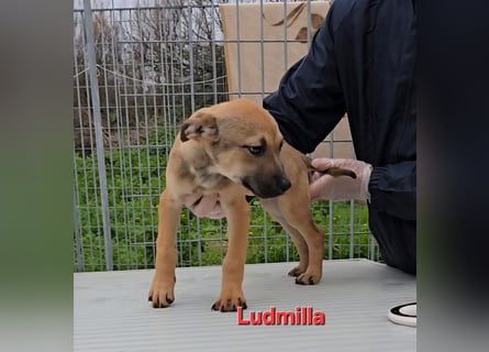 Ludmilla: 1000 Streichelhände gesucht