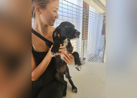 Marino: sein Hobby: mit Menschen kuscheln