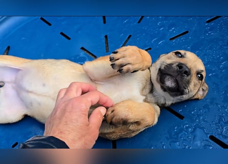 Ludmilla: 1000 Streichelhände gesucht