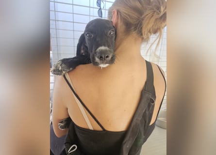 Marino: sein Hobby: mit Menschen kuscheln