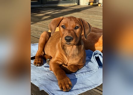 Deutscher Pinscher Welpen aus dem Haus ,,Cava Land" FCI Zucht