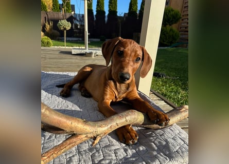 Deutscher Pinscher Welpen aus dem Haus ,,Cava Land" FCI Zucht