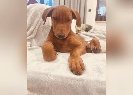 Deutscher Pinscher Welpen aus dem Haus ,,Cava Land" FCI Zucht