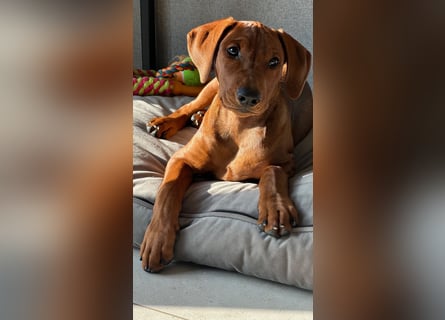 Deutscher Pinscher Welpen aus dem Haus ,,Cava Land" FCI Zucht